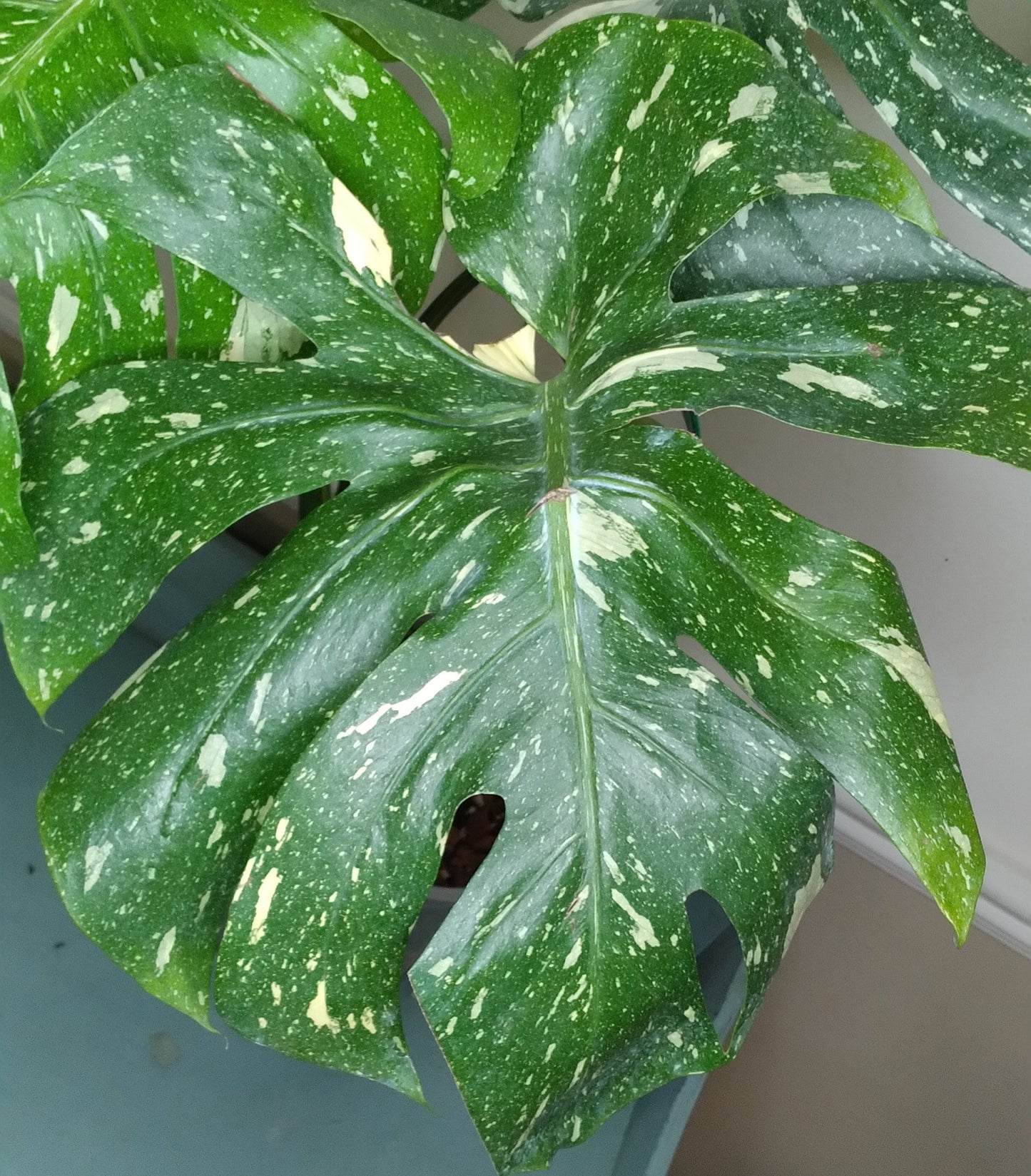 Monstera Thai Con