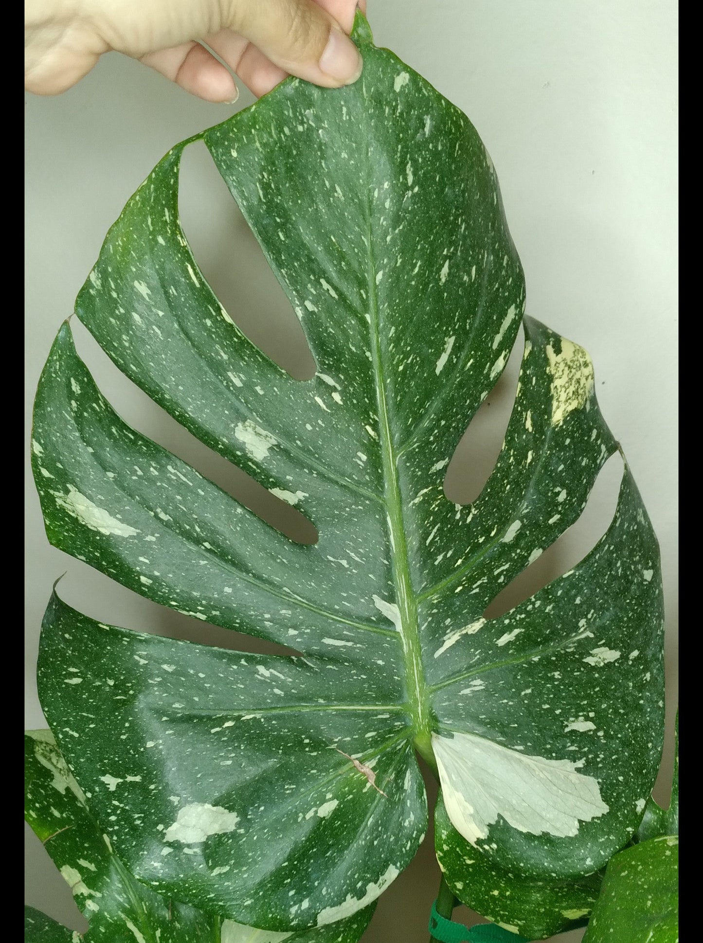 Monstera Thai Con