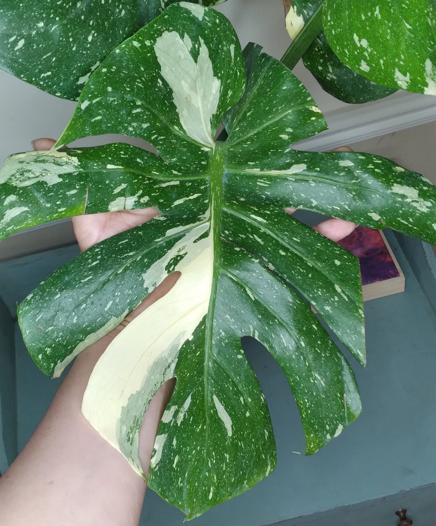 Monstera Thai Con