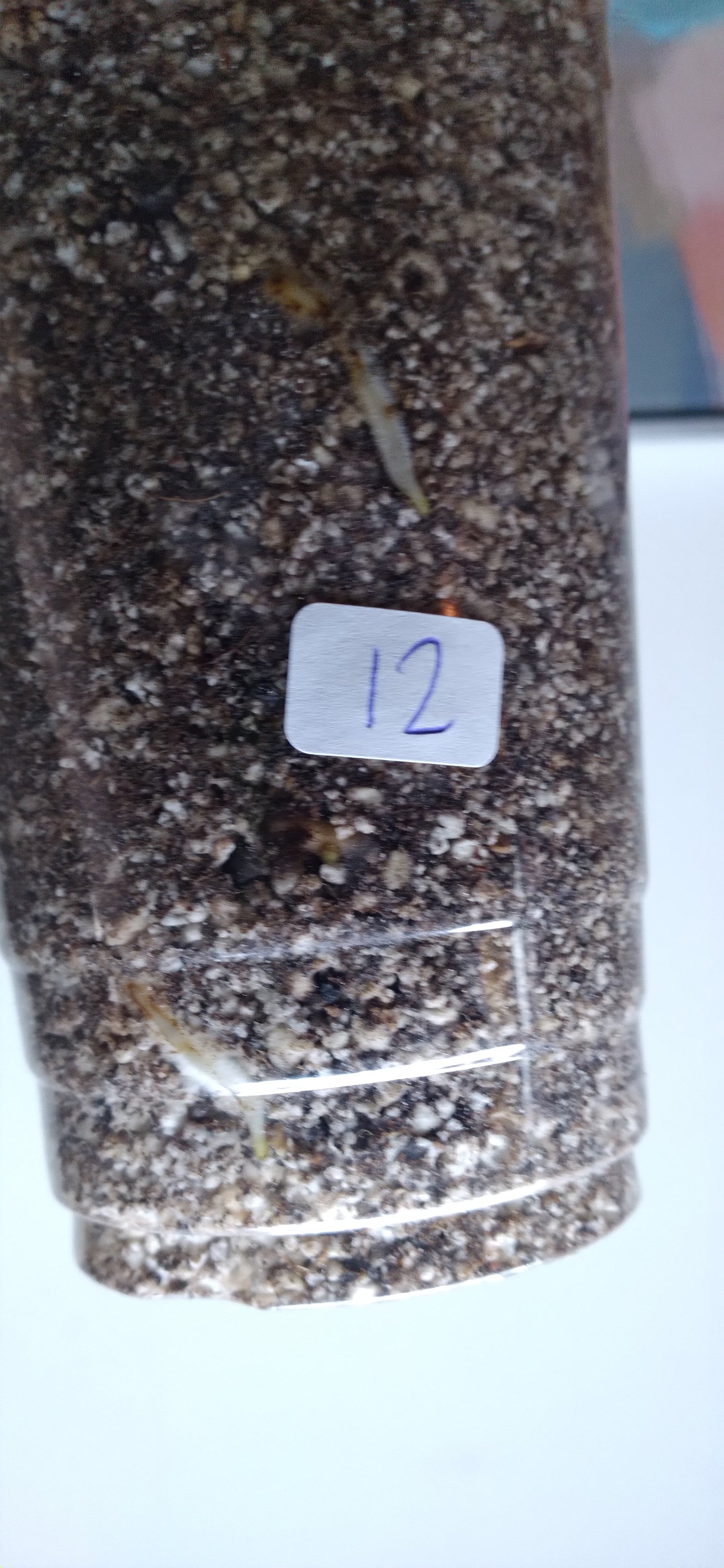 THAI CON #12