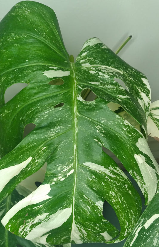 Monstera Albo A60