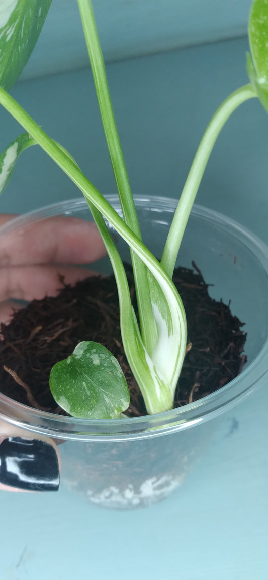 Monstera Thai Con Baby #2 Auction Winner- Sheena Recar