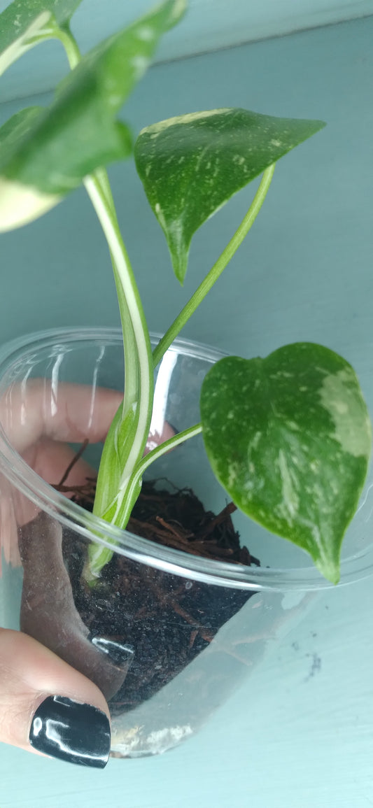 Monstera Baby Thai Con T3 -Auction Winner-