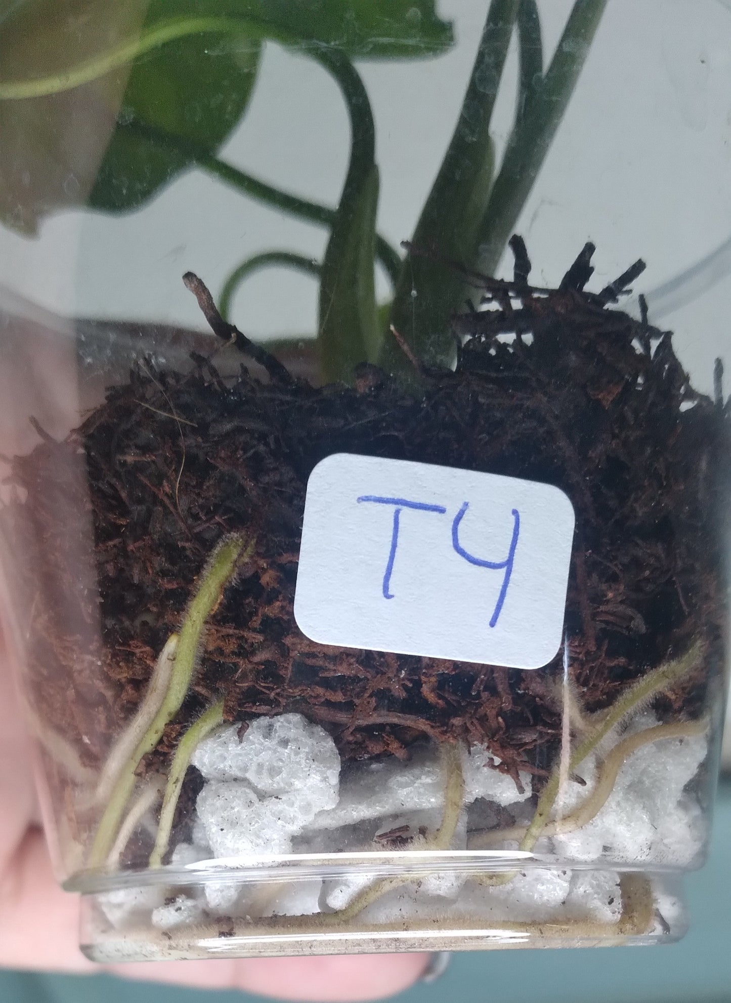 Monstera Baby Thai Con T4-Auction Winner-Ashley Scheiding