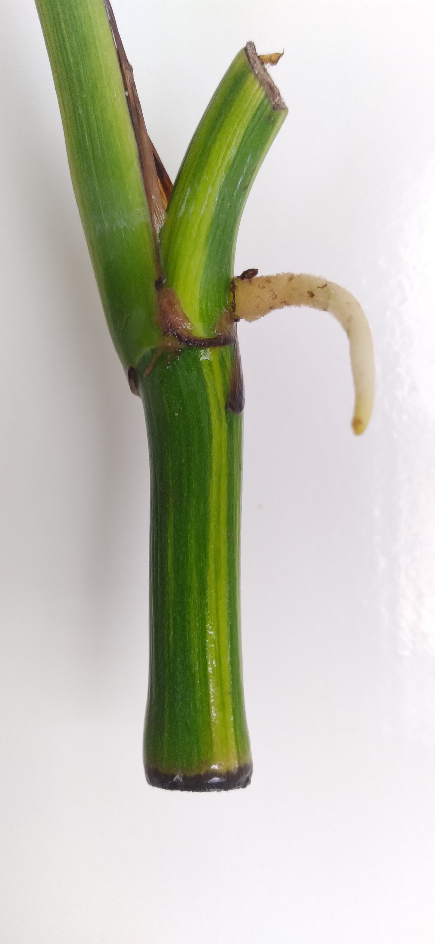 Monstera Aurea Unrooted Cutting Auction-Winner Katie Ortiz