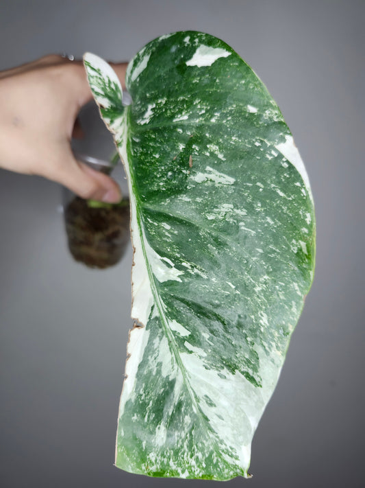 Monstera Albo #42, #43 - Reserved Deanna McKenzie