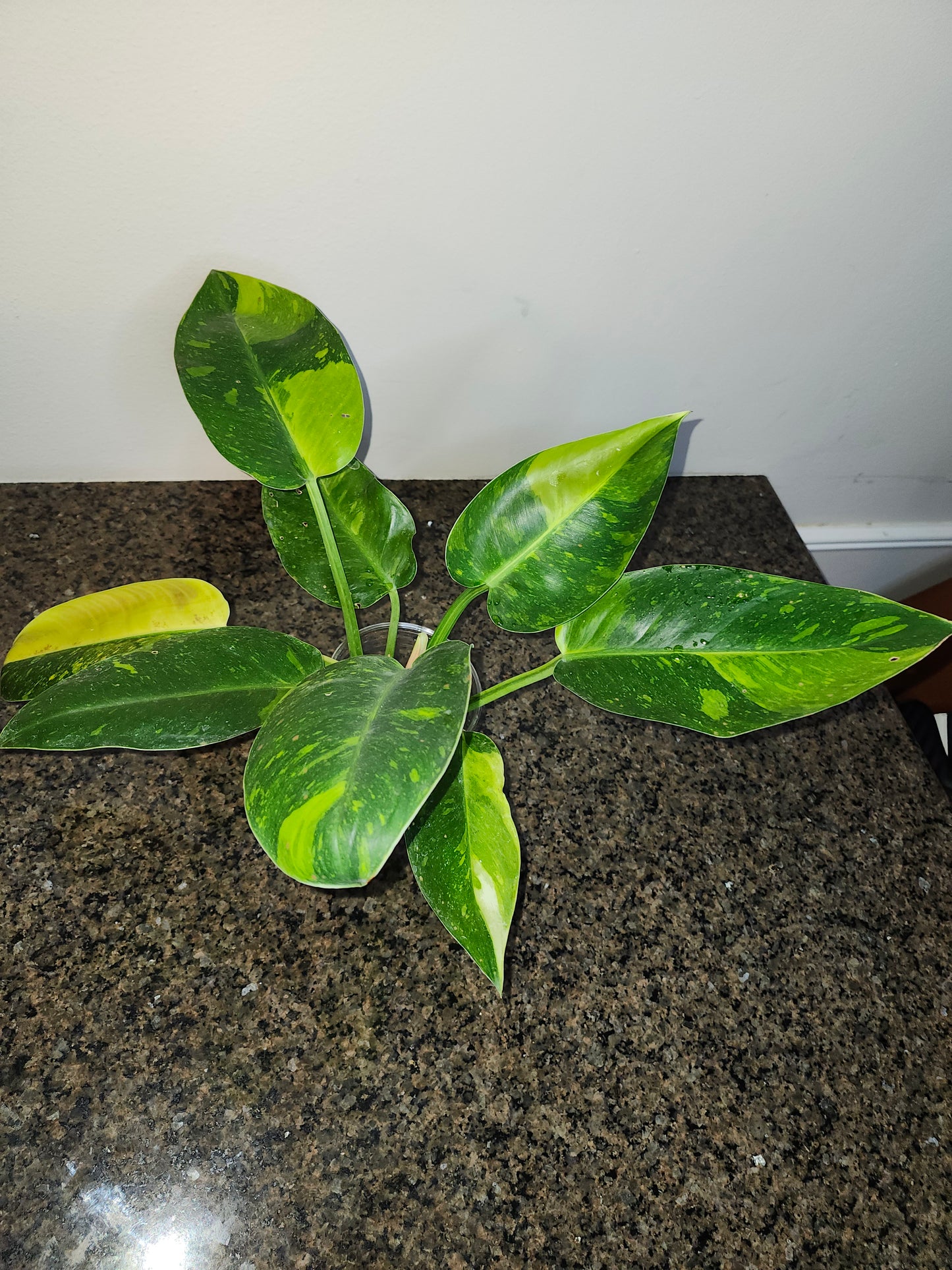 Green Congo Nuclear G17 reserved for Chad A. Popour