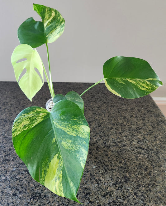 Orange princess #4 & Monstera Aurea reserved for Jennifer Haustveit