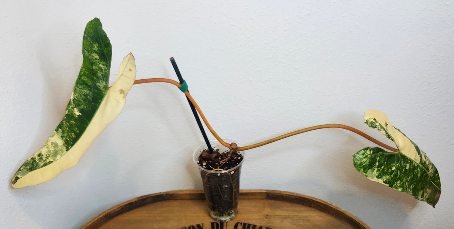 Var.Billie bottom cut reserved for Kenna McDowell