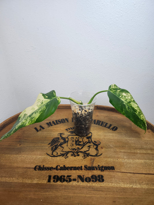 Monstera Albo,Philodendron Domesticum,Alocasia Amazonica Splash, Philodendron orange princess top cut,Strawberry Shake cutting, Adansonii Albo. Reserved for Kora Merrifield