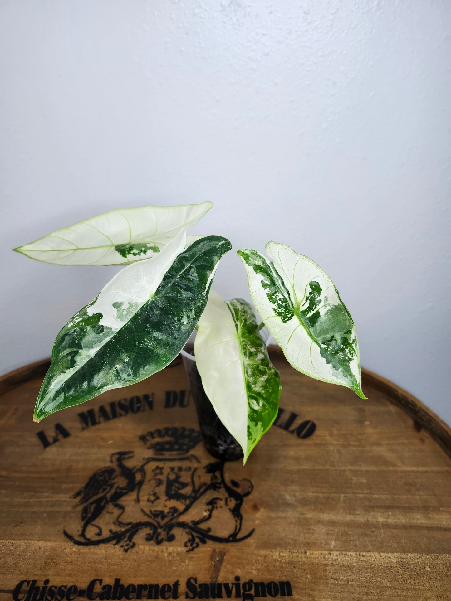 A. Longiloba Albo reserved for Kristina Poduch Westby