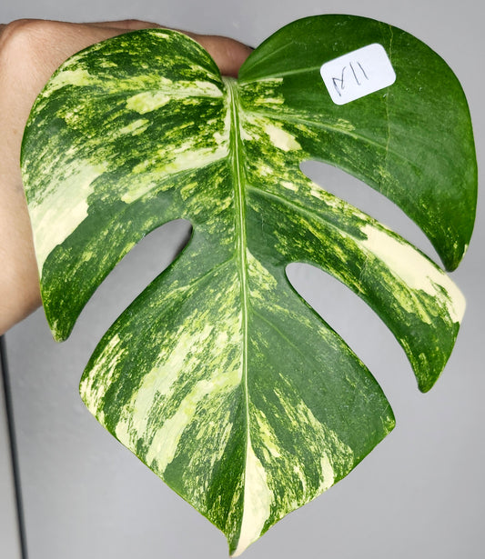 Monstera Aurea M2, M1 Reserved Beth Ann