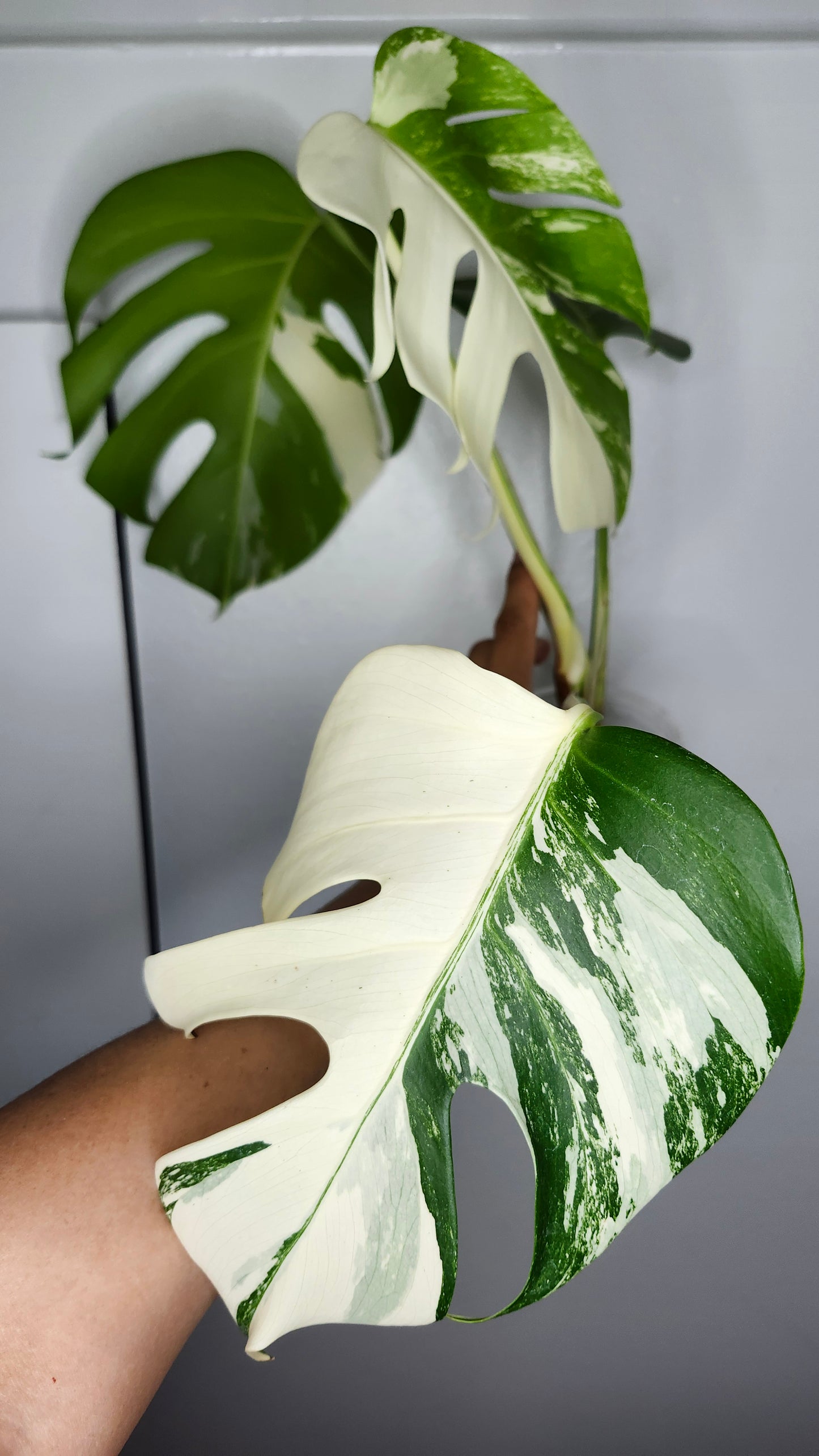 Monstera Albo #7- Reserved Devin Days