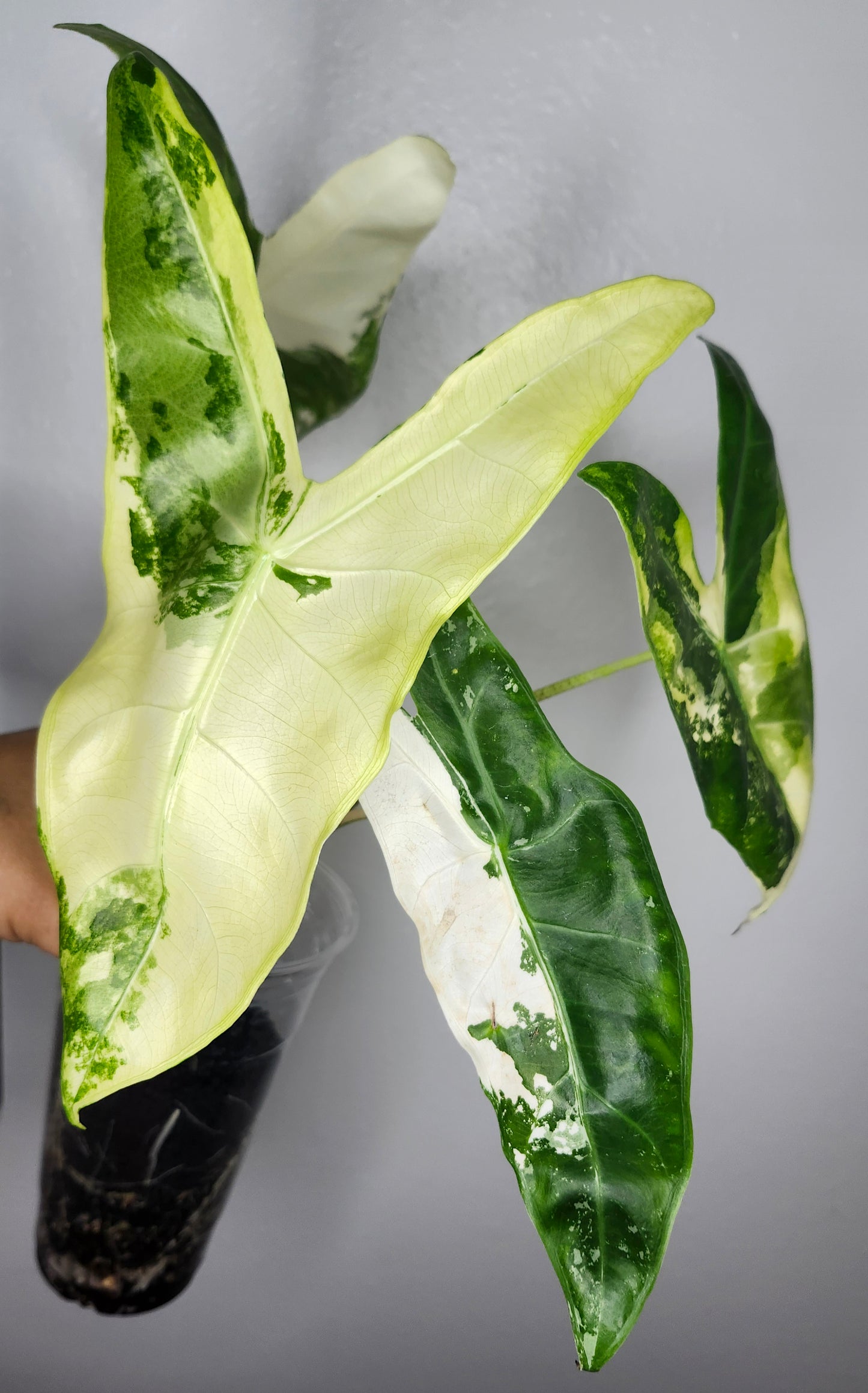 Alocasia Longiloba Albo- Reserved Jennifer Price