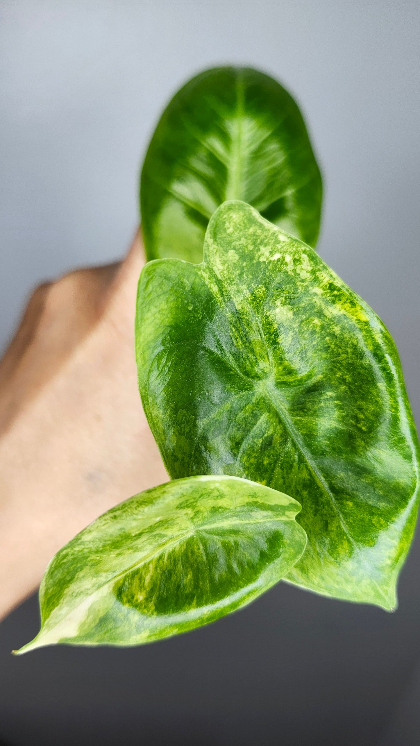 Alocasia Pink Dragon Aurea #2- Reserved Devin Days
