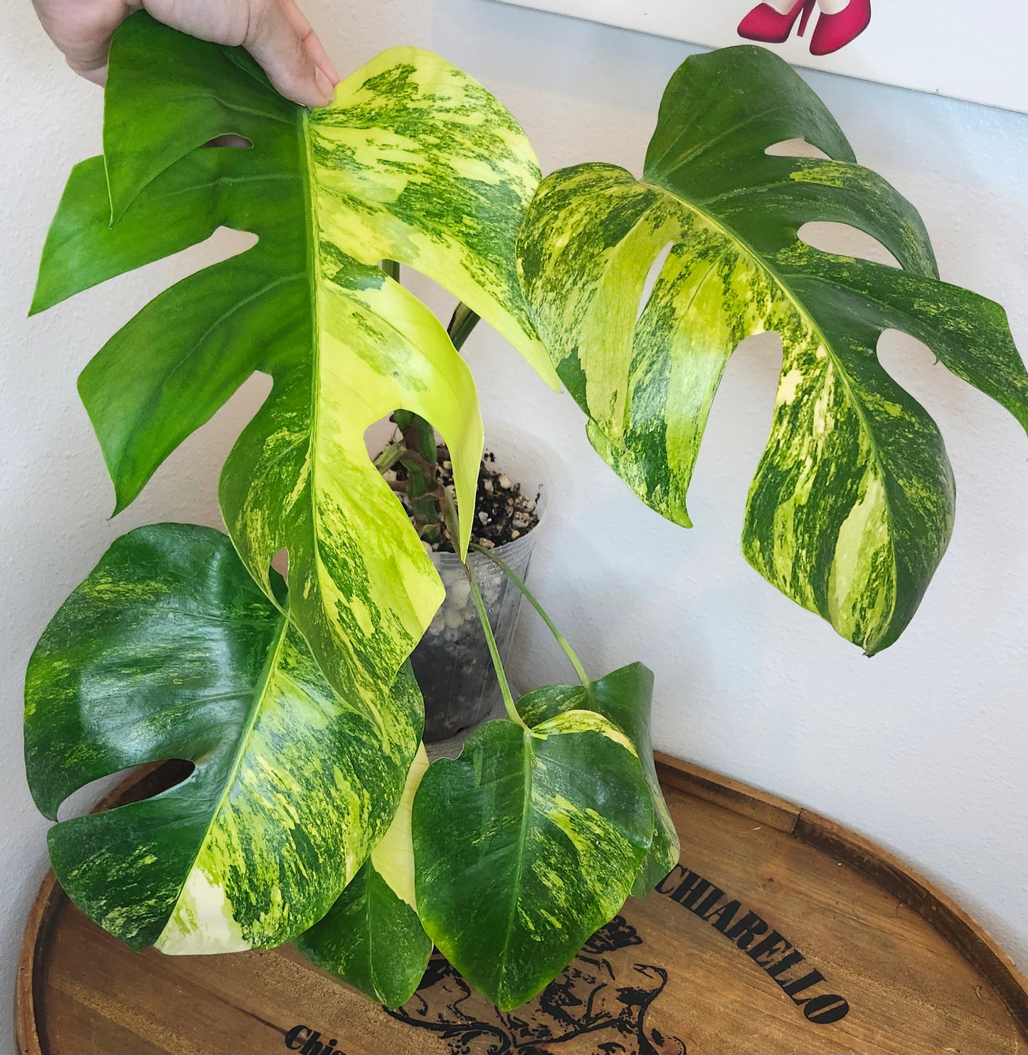 Monstera Aurea-Reserved Tasha Mayhew