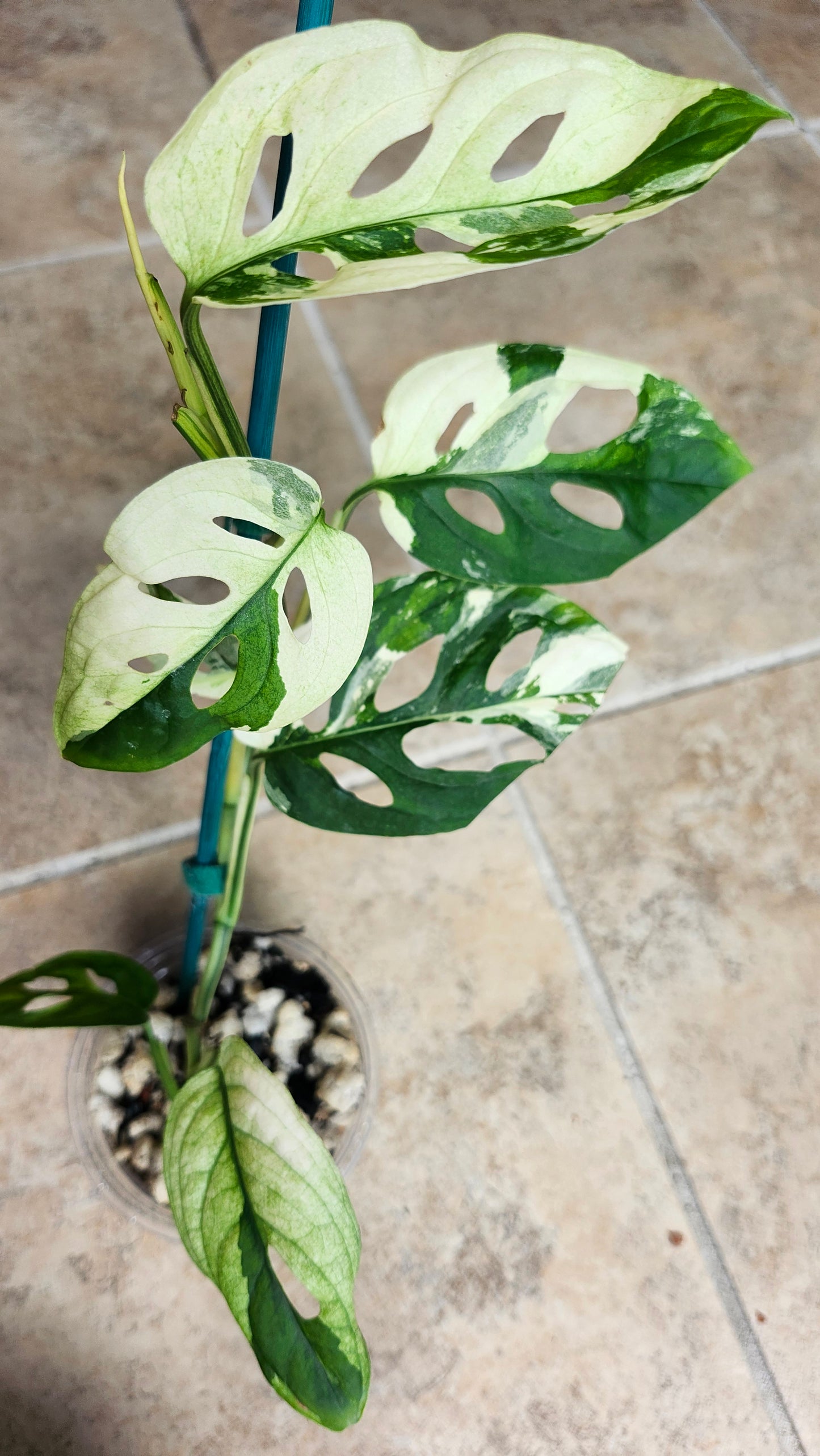 Monstera Acuminata Variegated #2 - Reserved Chad Popour