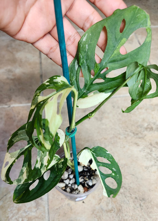 Monstera Acuminata #7 and #8 - Reserved Robert Gonzales