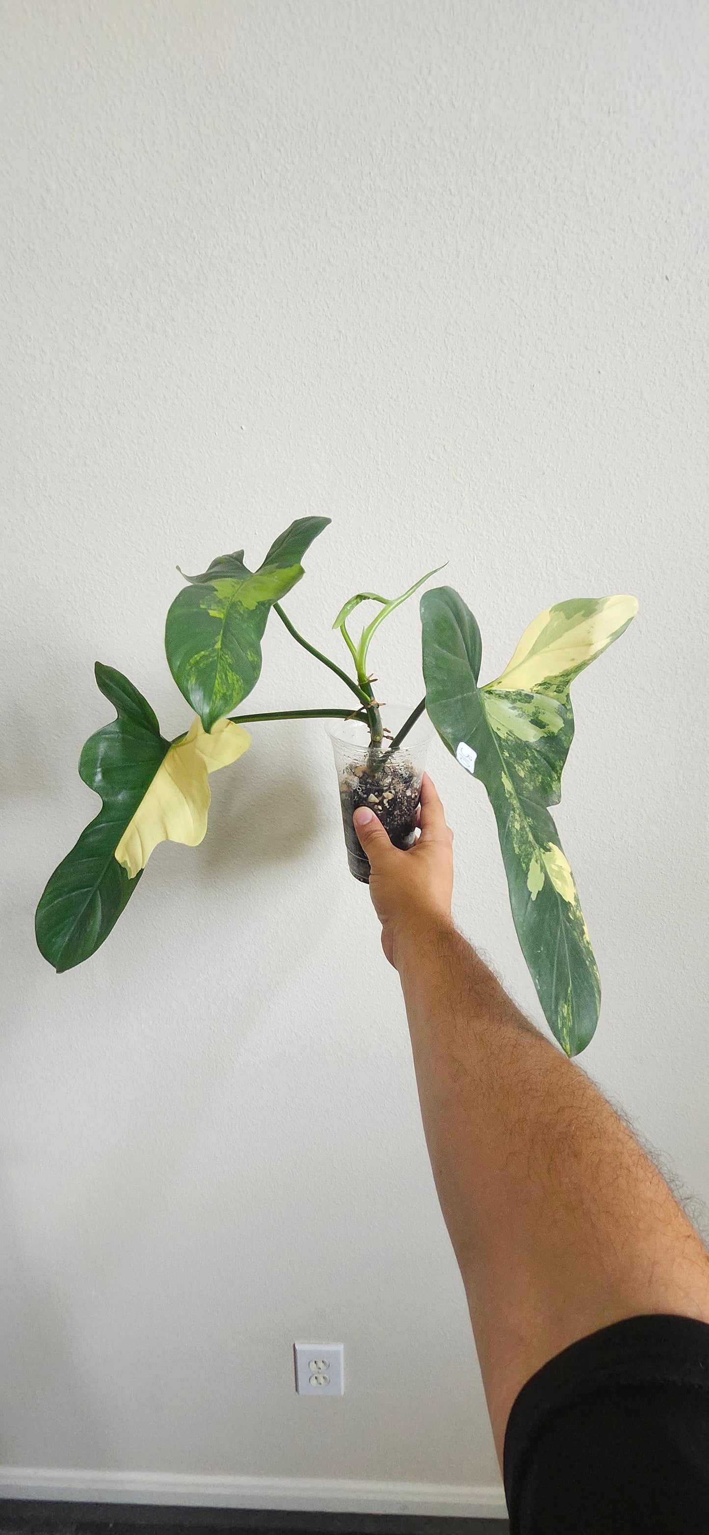 Var. Bipen reserved for Ashleigh Young