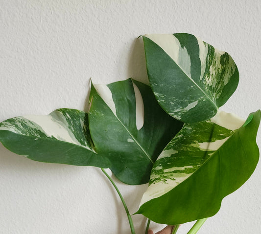 Monstera Aurea AU26 , Monstera Albo A27- Reserved Jan Sutton