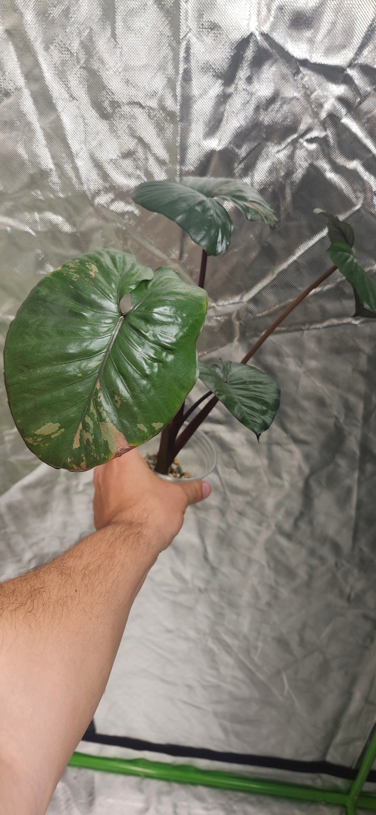 Alocasia Serendipity Pink reserved for Julian Arana Jr.