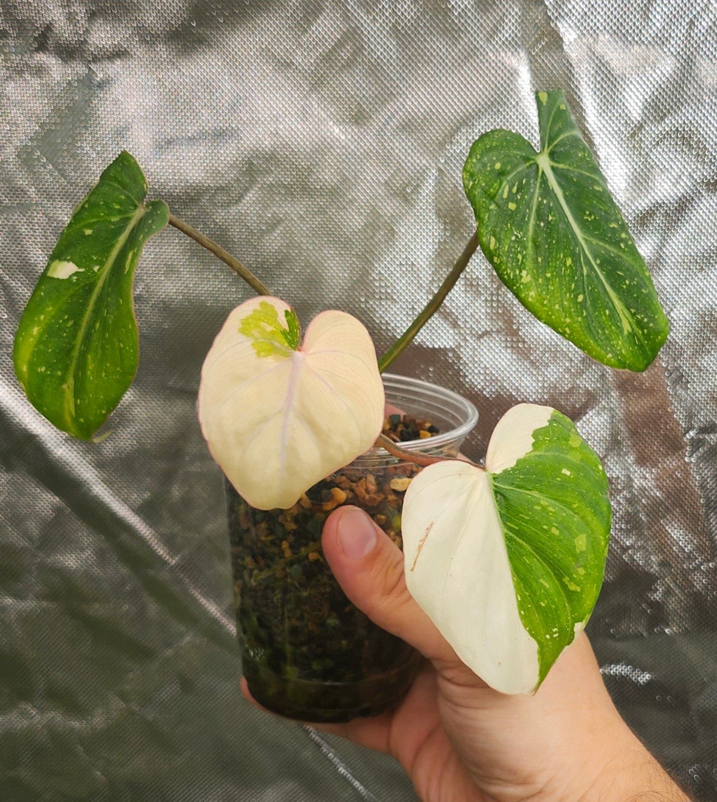 Var. Gloriosum reserved for Chad A. Popour