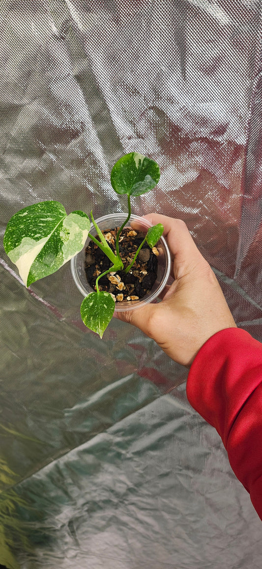 Variegated Billietae with free Thai con reserved for Samantha Pylypyshyn
