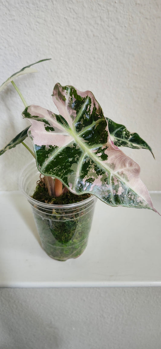 Alocasia Amazonica Pink Albo #2 reserved for Johanna Hudson