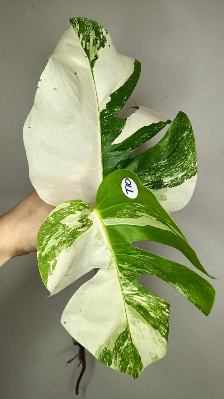Monstera Albo Top Cut #10- Reserved Brenda Booker Roote