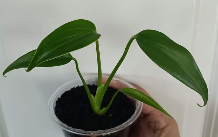 Burle Marx Flame - Reserved Chad Popour