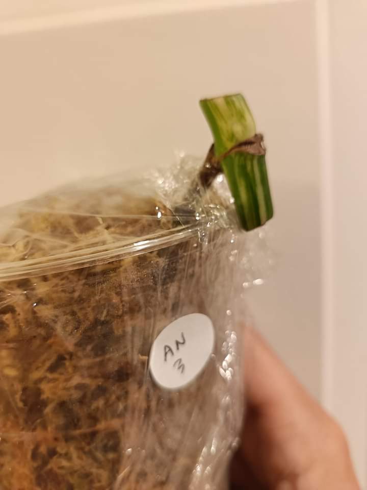 AN1 and AN3 Monstera Albo node reserve for Briana Wiley