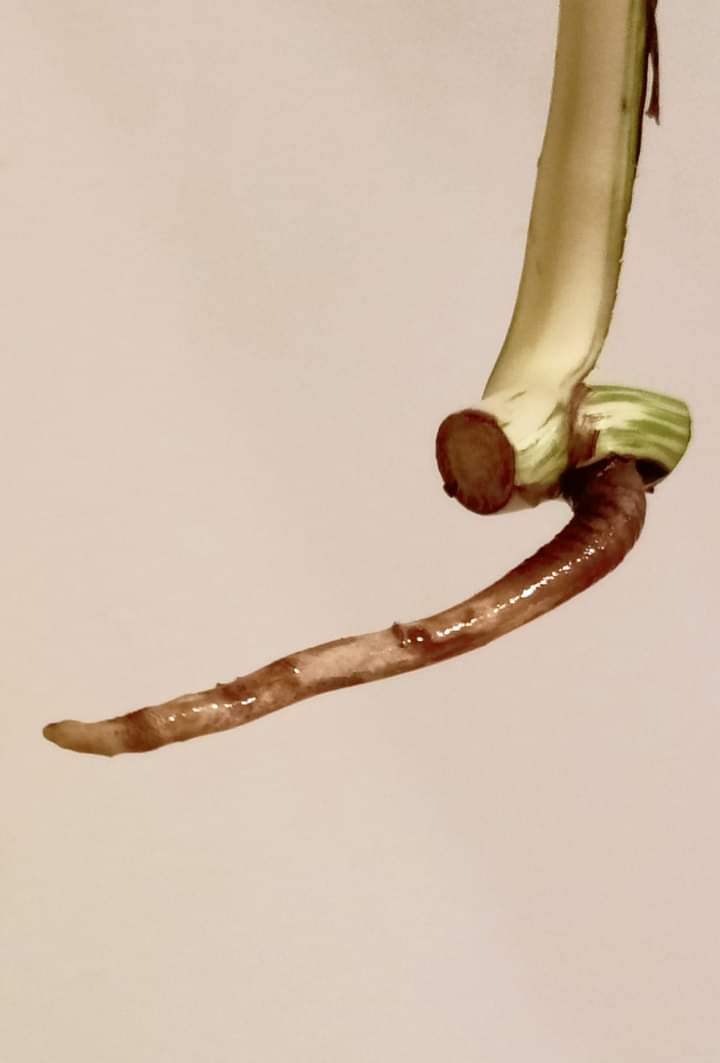 Monstera Albo Mid Cut M38 reserved for Kristin Sharpe Guillory
