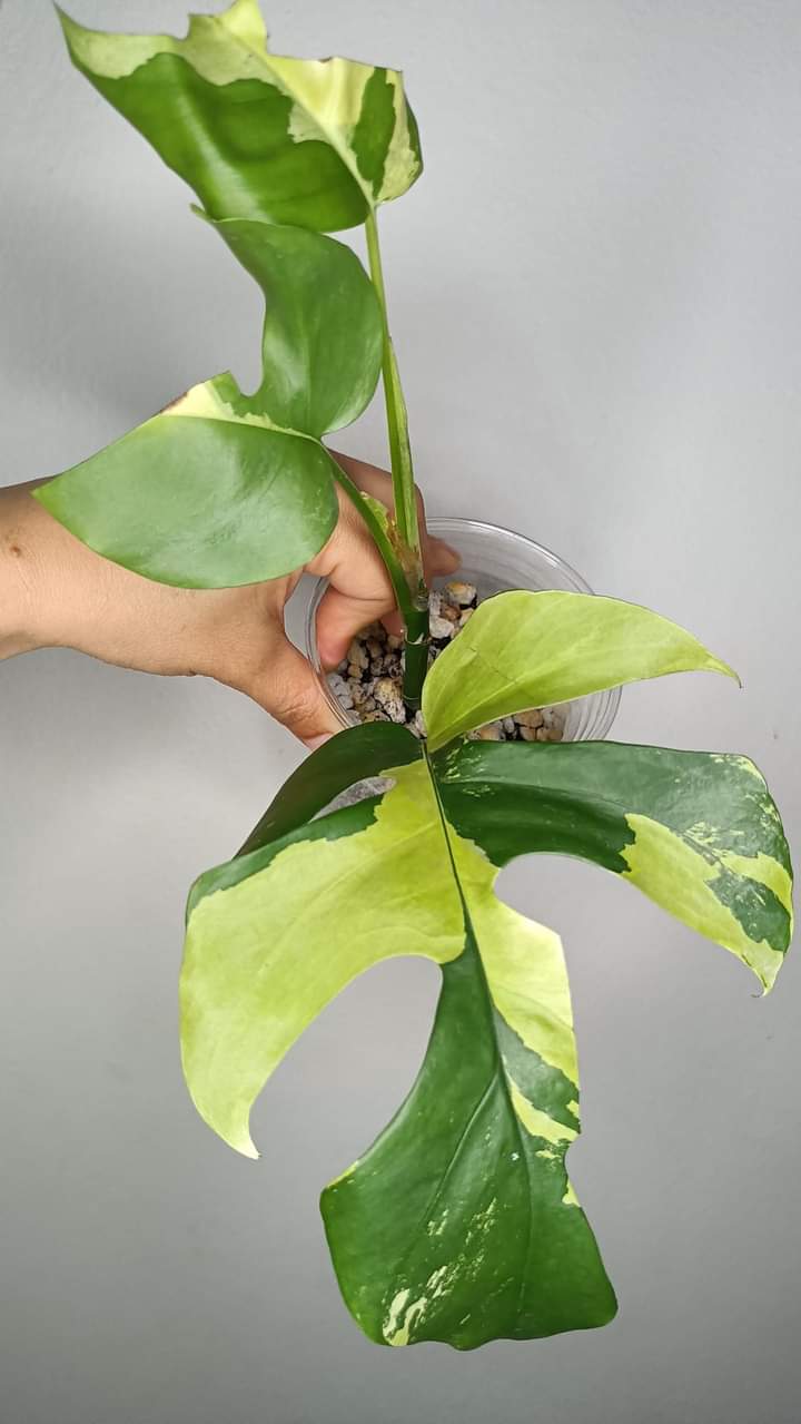 R. Tetrasperma #5 & #8 reserved for Michaela Persieck