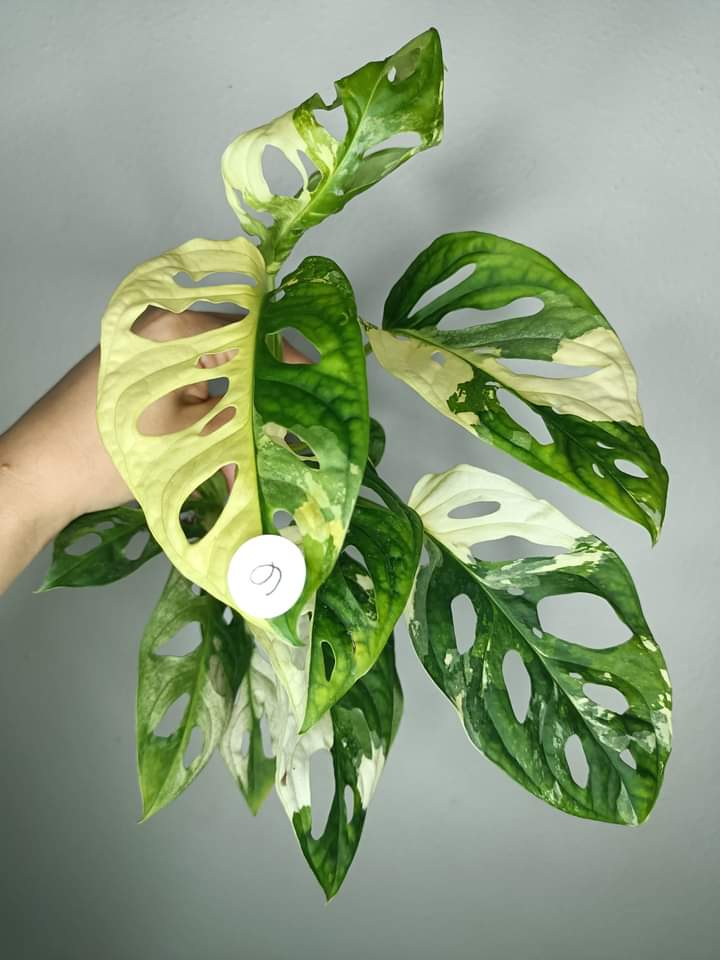 M. Adansonii Albo reserved for Rachel Wright