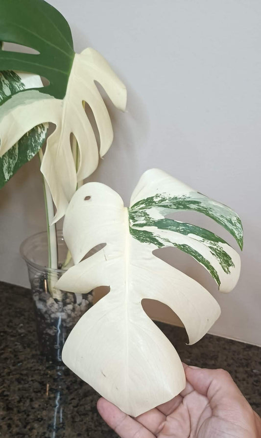 Beautiful Monstera Albo Top Cut reserved for Kate Cheville Luz