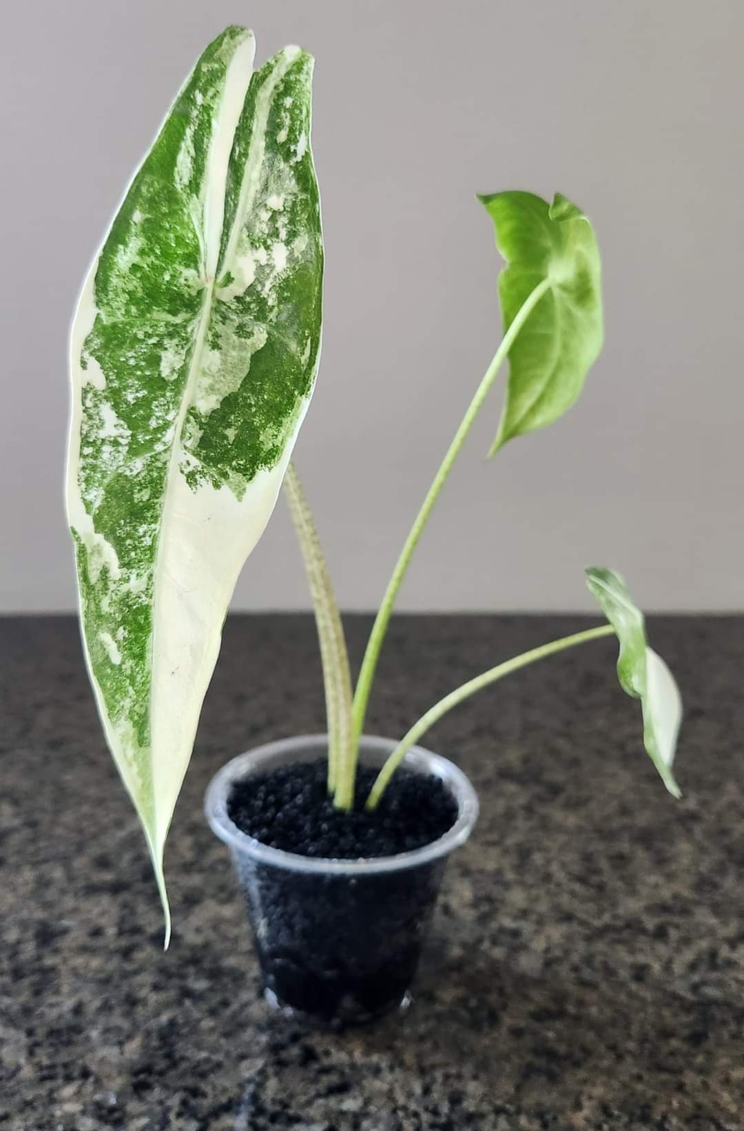 Alocasia Longiloba - Reserved S.E. Austin