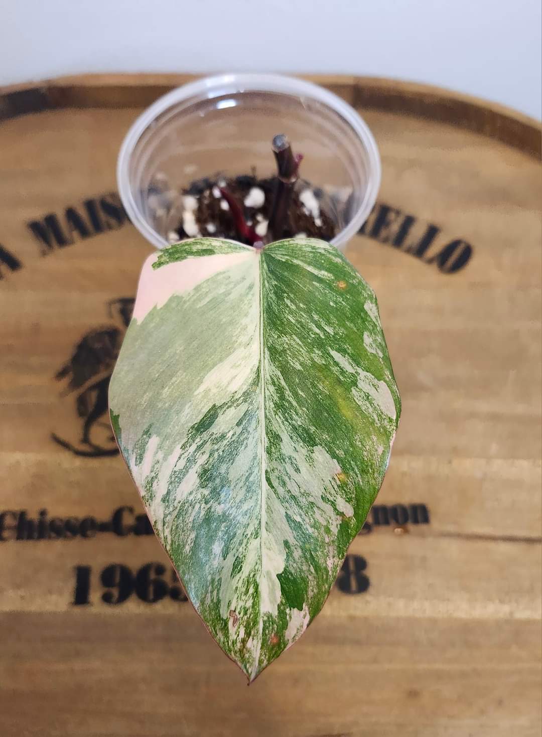 Two Albo Mid cuts, Strawberry Shake Bottom cut