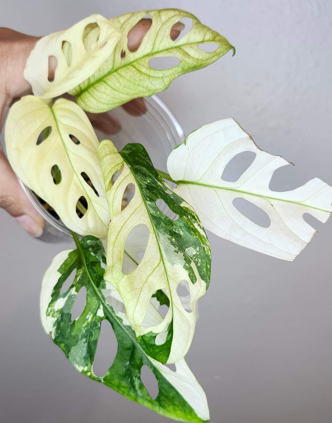 Monstera Albo,Philodendron Domesticum,Alocasia Amazonica Splash, Philodendron orange princess top cut,Strawberry Shake cutting, Adansonii Albo. Reserved for Kora Merrifield