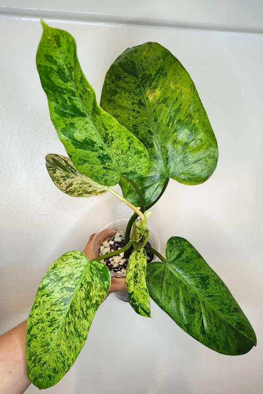 Golden Dragon + Whipple Way Mint- Reserved Chad Popour