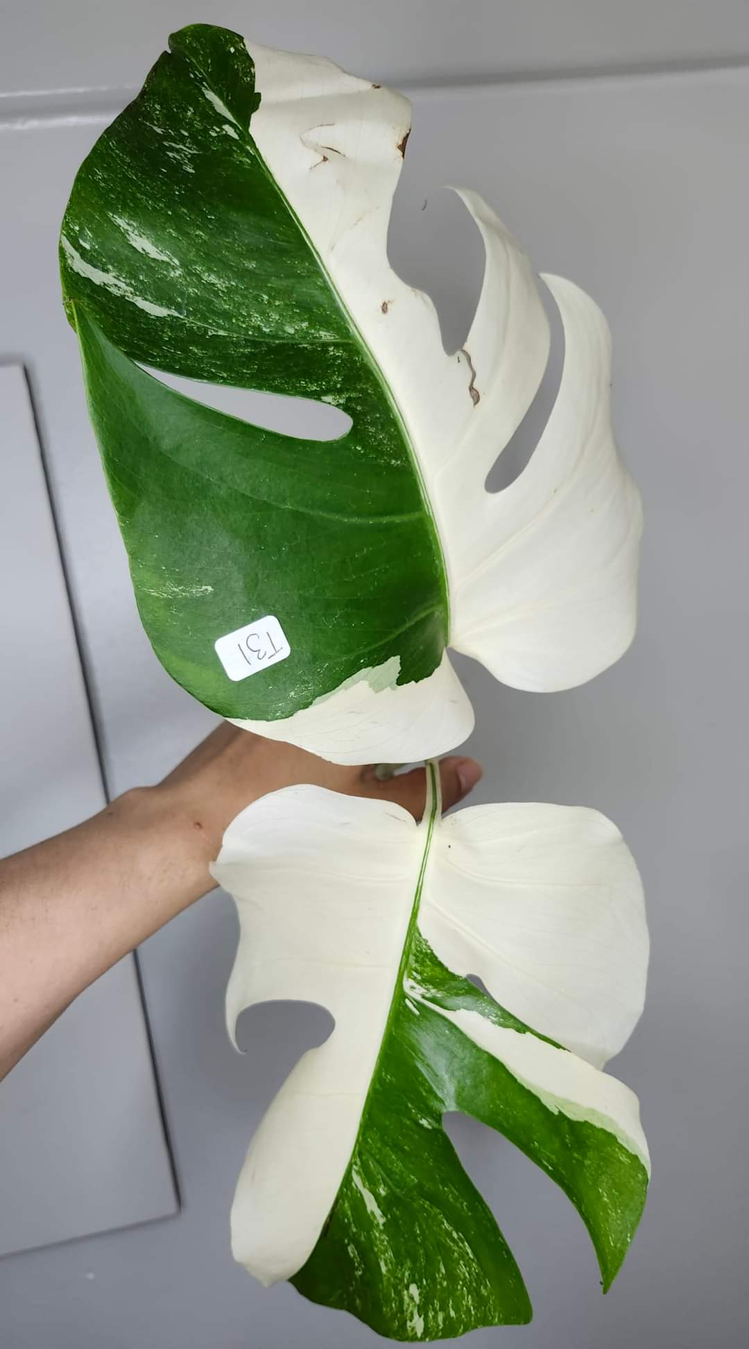 Albo T31- Reserved Katrina Parks