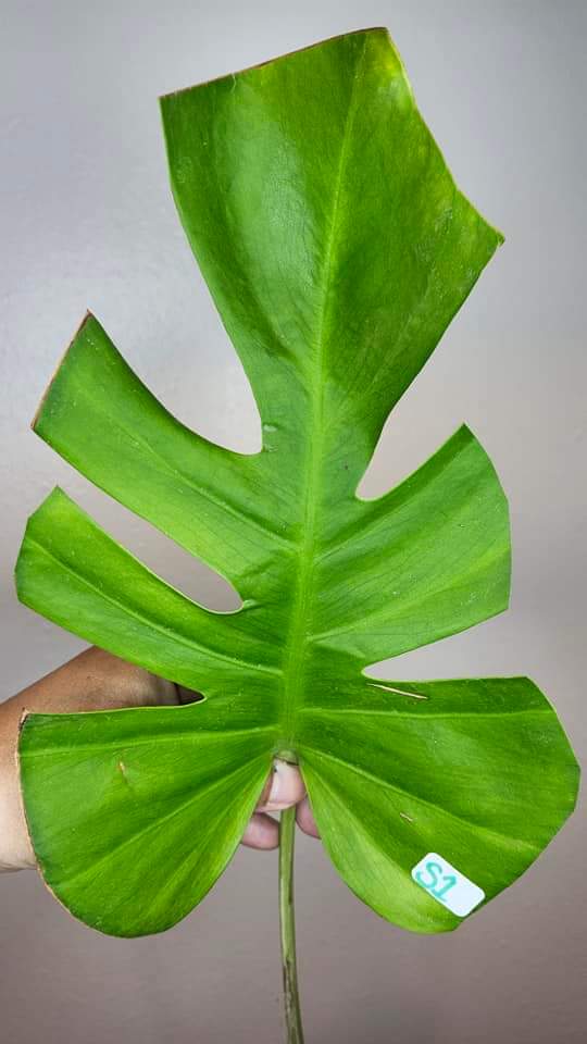 Monstera Serriana S1 and Monstera Aurea Tricolor M9 reserved for Kimberly Ann