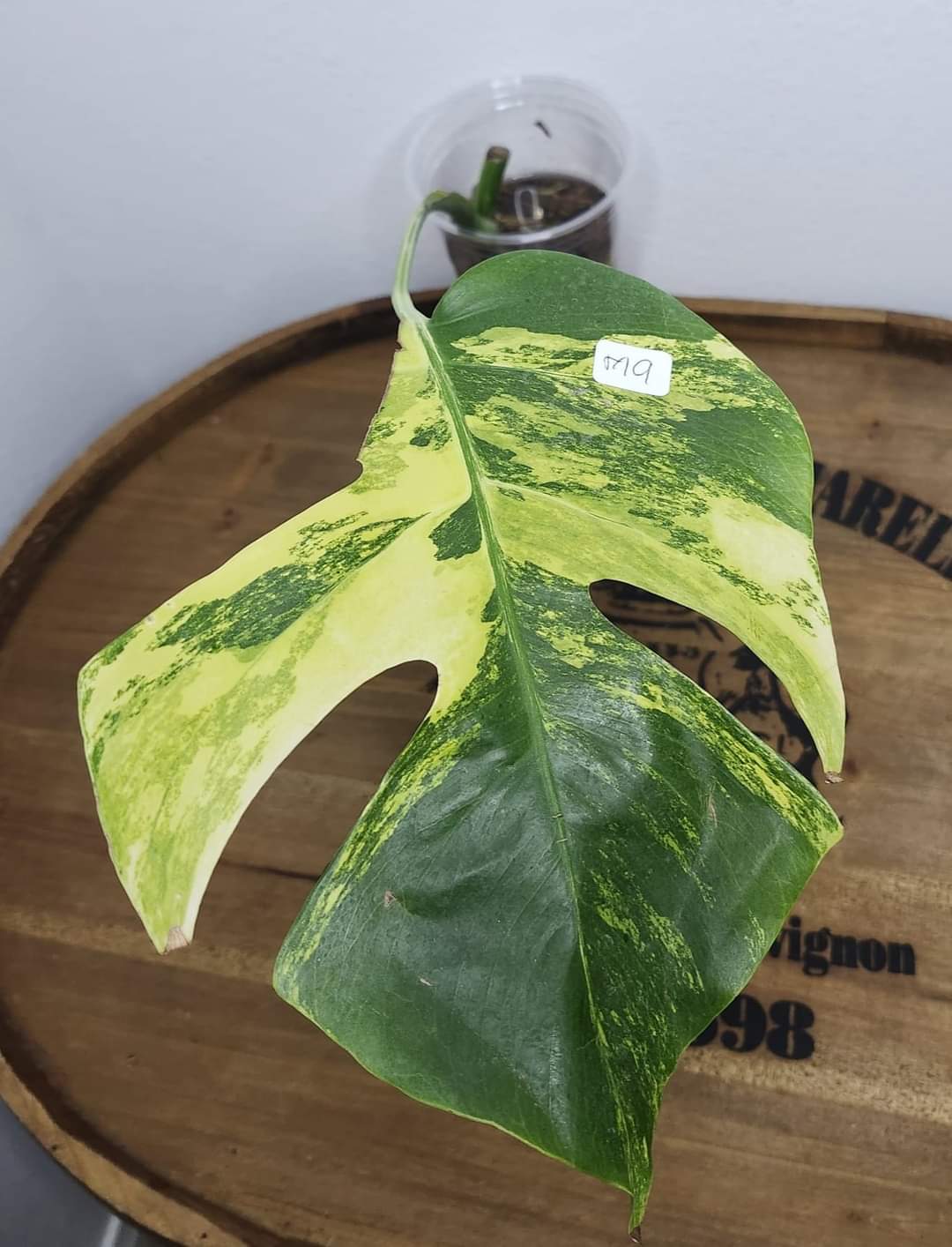 monstera aurea tricolor Monstera Serriana S1 and Monstera Aurea Tricolor M9 reserved for Kimberly Ann