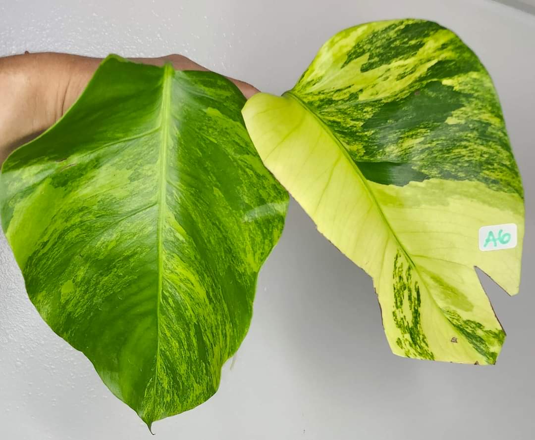 Monstera Aurea-A6- Top Cut-Reserved Jeannette Spradley