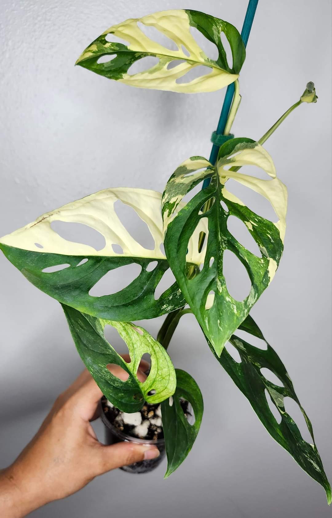 Monstera Acuminata albo reserved for Kim Norris