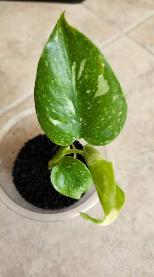 Monstera Thai TC Starter #4, #7, #12- Reserved Amanda Boodram