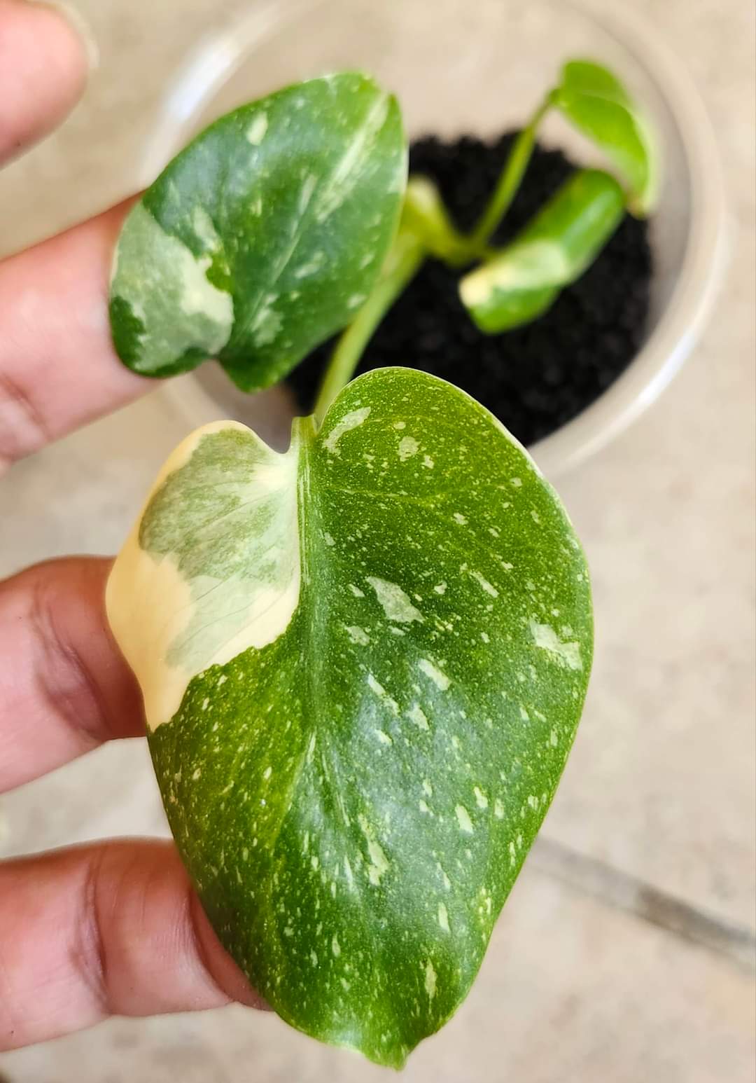 Monstera Thai TC Starter #4, #7, #12- Reserved Amanda Boodram