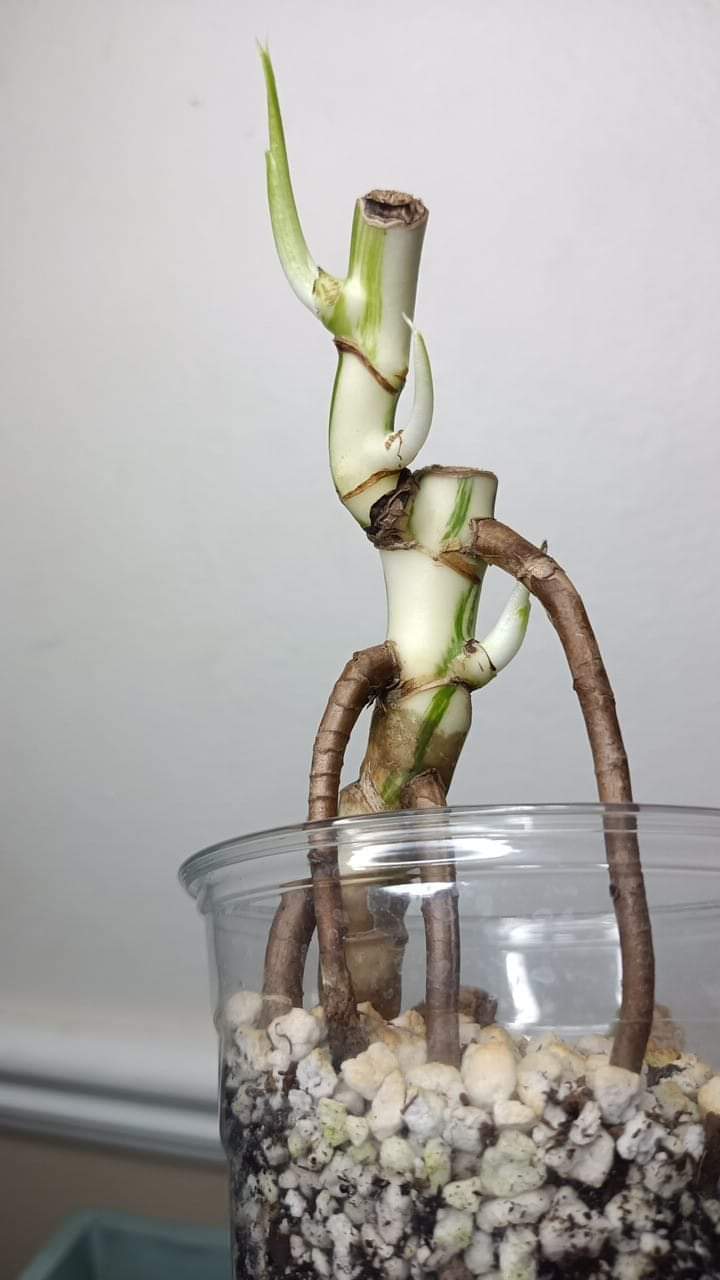 Katie Ortiz Monstera Albo 3 gp node