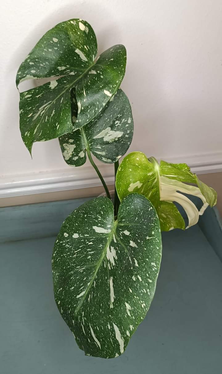 Thai Con Auction Winner-Candice Stringer