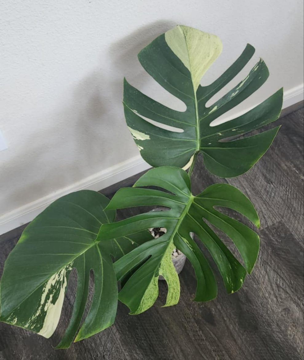Monstera Mint NOID reserved for Mary Keith