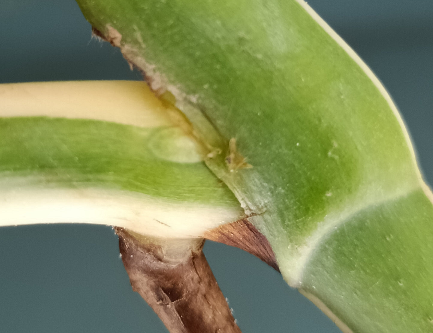 Monstera Albo Rooted Cutting -MID CUT #28